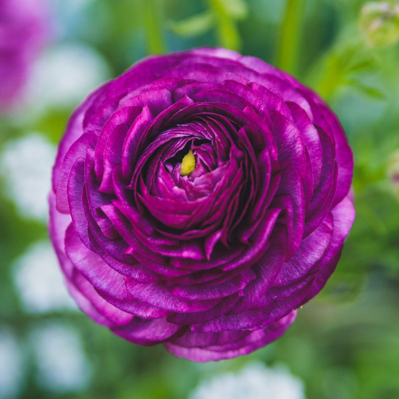 Purple Ranunculus Tecolote Bloom