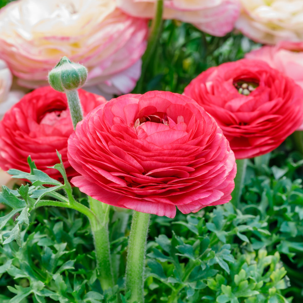 bright rosy-red tecolote® ranunculus bulbs for sale | rose – easy