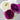 Purple and White Ranunculus Tecolote