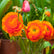 Ranunculus Sunset Bulbs For Sale | Sunset Ranunculus – Easy To Grow Bulbs