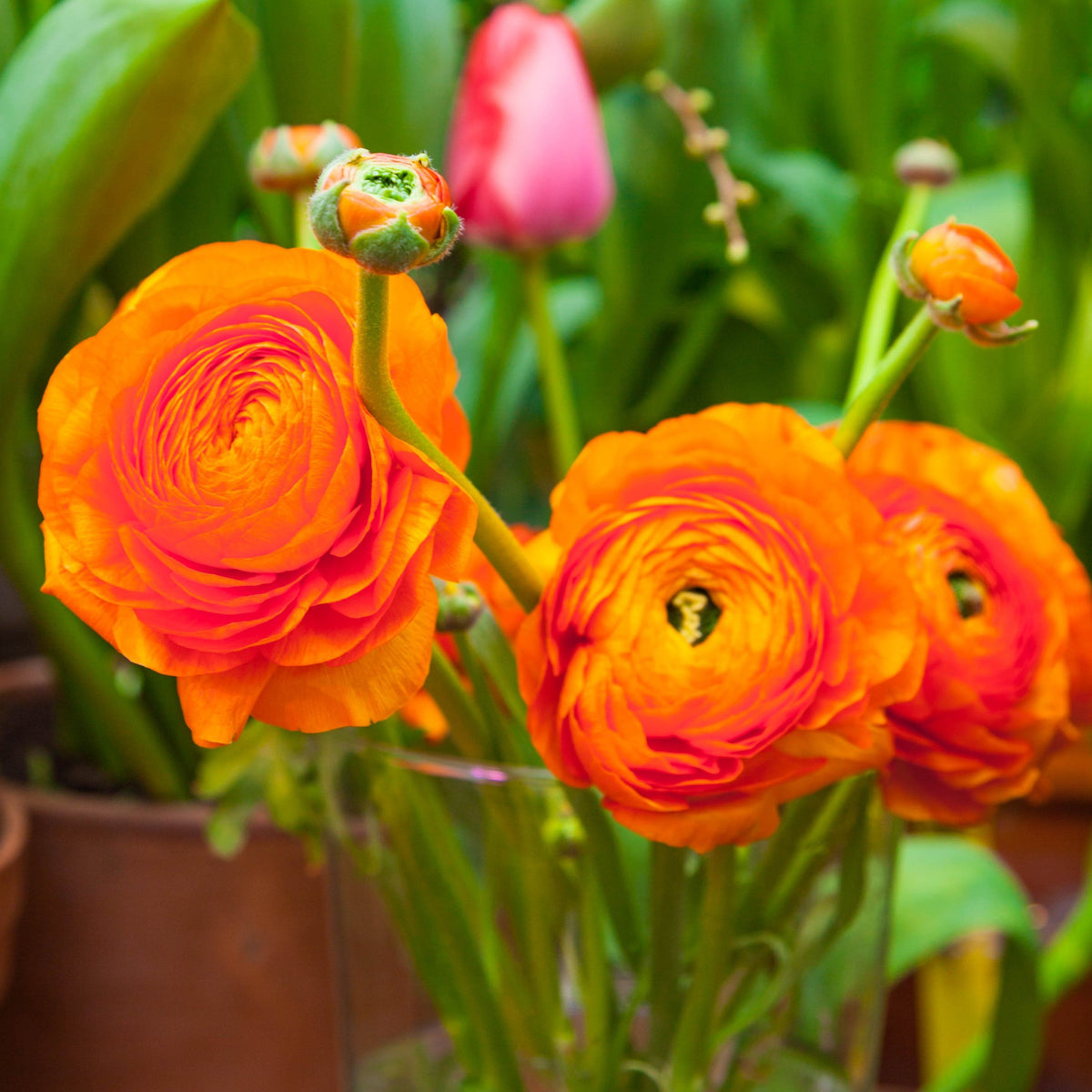 Ranunculus Sunset Bulbs For Sale | Sunset Ranunculus – Easy To Grow Bulbs