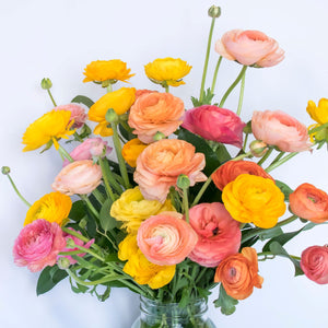 Ranunculus - Tecolote Tropical Sunset Collection