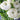 Pretty White Ranunculus
