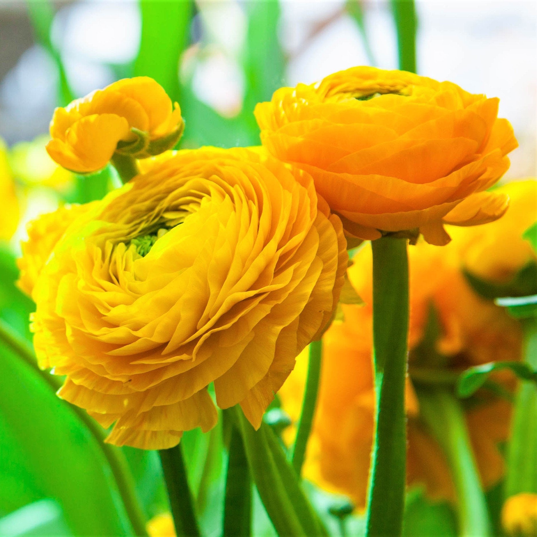 Brilliant Yellow Tecolote Ranunculus Bulbs For Sale Yellow Easy To Brilliant yellow tecolote ranunculus bulbs for sale yellow easy to