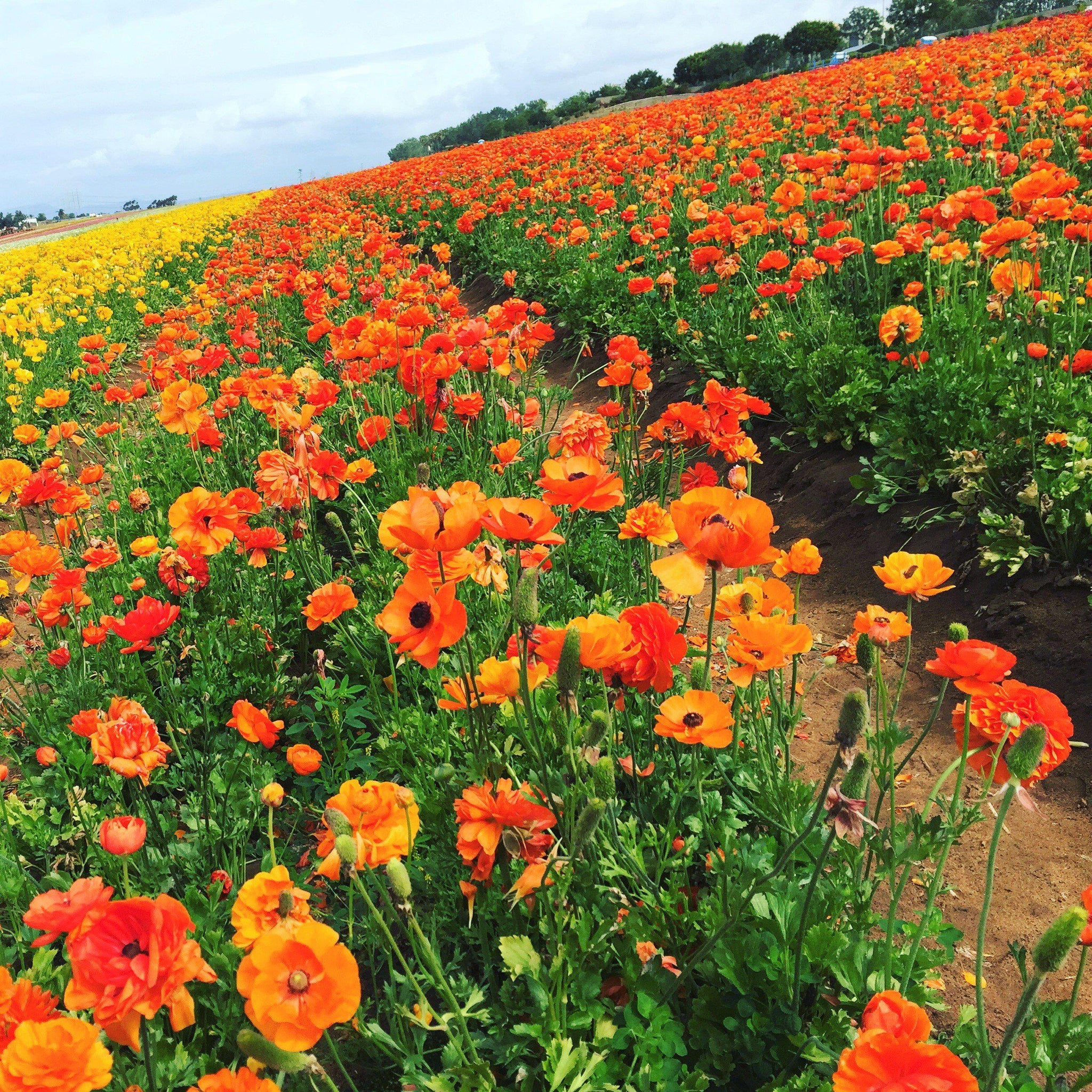 Ranunculus Sunset Bulbs For Sale | Sunset Ranunculus – Easy To Grow Bulbs