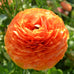 Ranunculus Sunset Bulbs For Sale | Sunset Ranunculus – Easy To Grow Bulbs