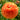 Orange Ranunculus Sunset