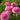 Multiple Pink Ranunculus Flowers