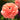 Rose Ranunculus Flower