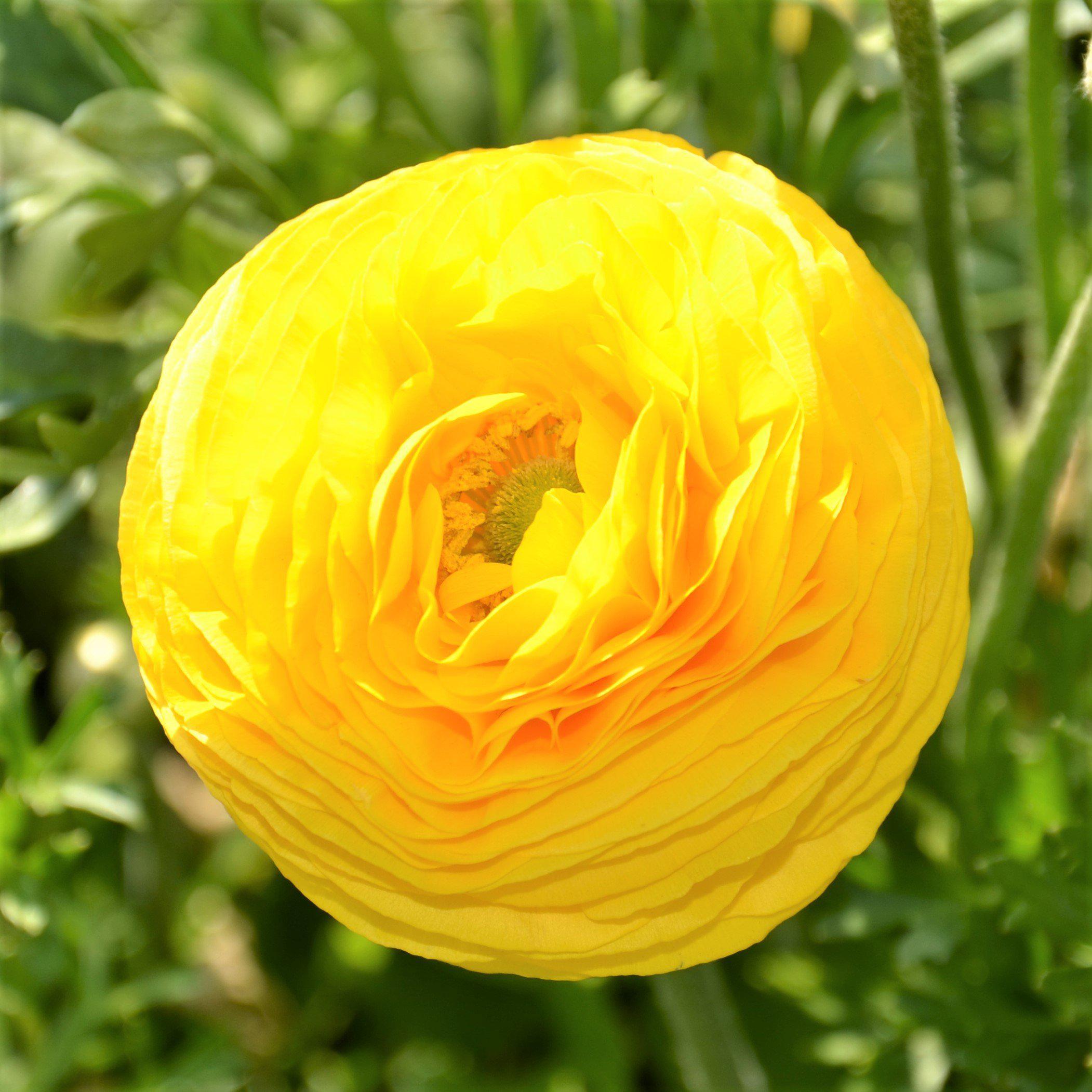Easy to Grow Bulbs Ranunculus Tecolote - Thumbnail 5