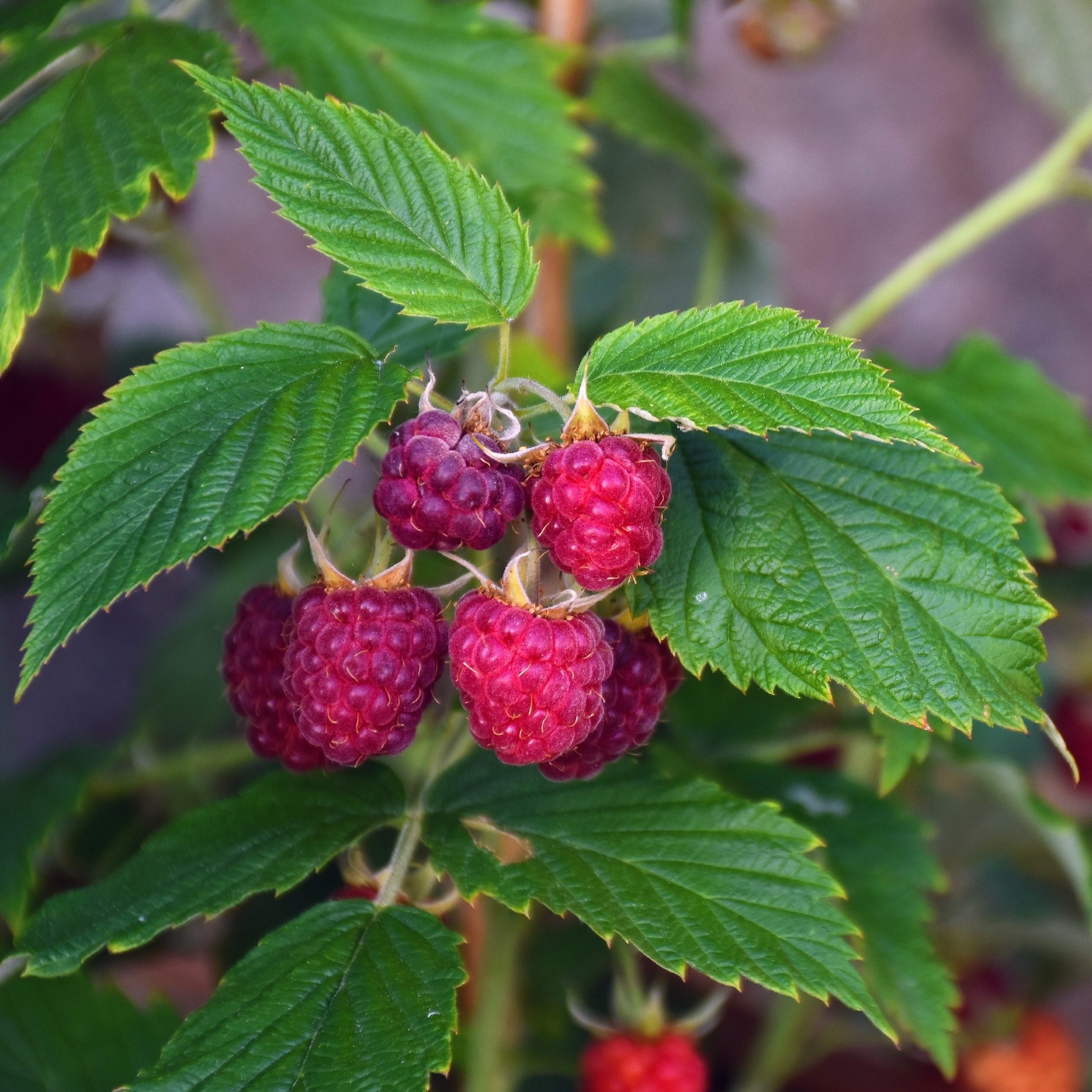 Raspberry - Pack Potted Fruit Plants – Easy To Grow Bulbs