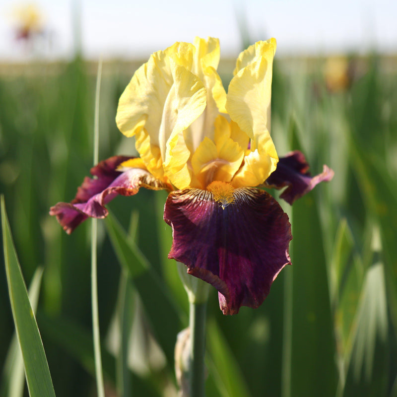 Purple and Yellow Reblooming Bearded Iris Blatant