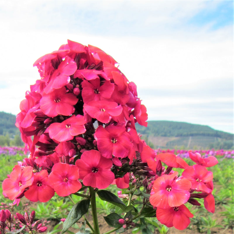 Phlox Flame Red makes a blazing statement in your summer garden with clouds of fragrant vibrant red blooms