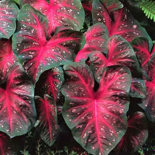 Bright, deep red foliage with fuchsia spots and wide emerald margins make for a dramatic combination