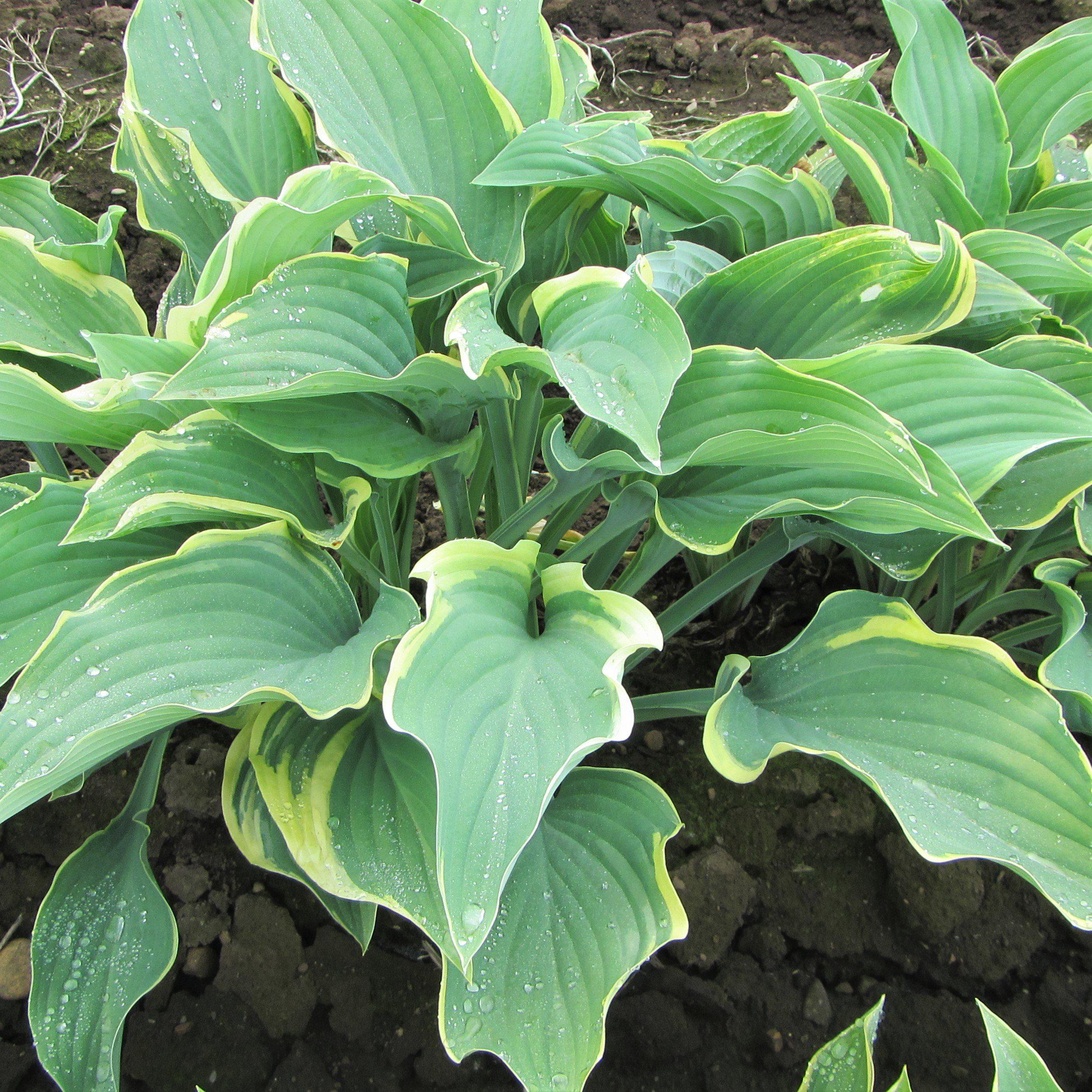 Hosta - Regal Splendor - Thumbnail 2