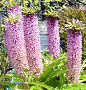Gorgeous Light Pink and Purple Blooms of the "Reuben" Pineapple Lilies