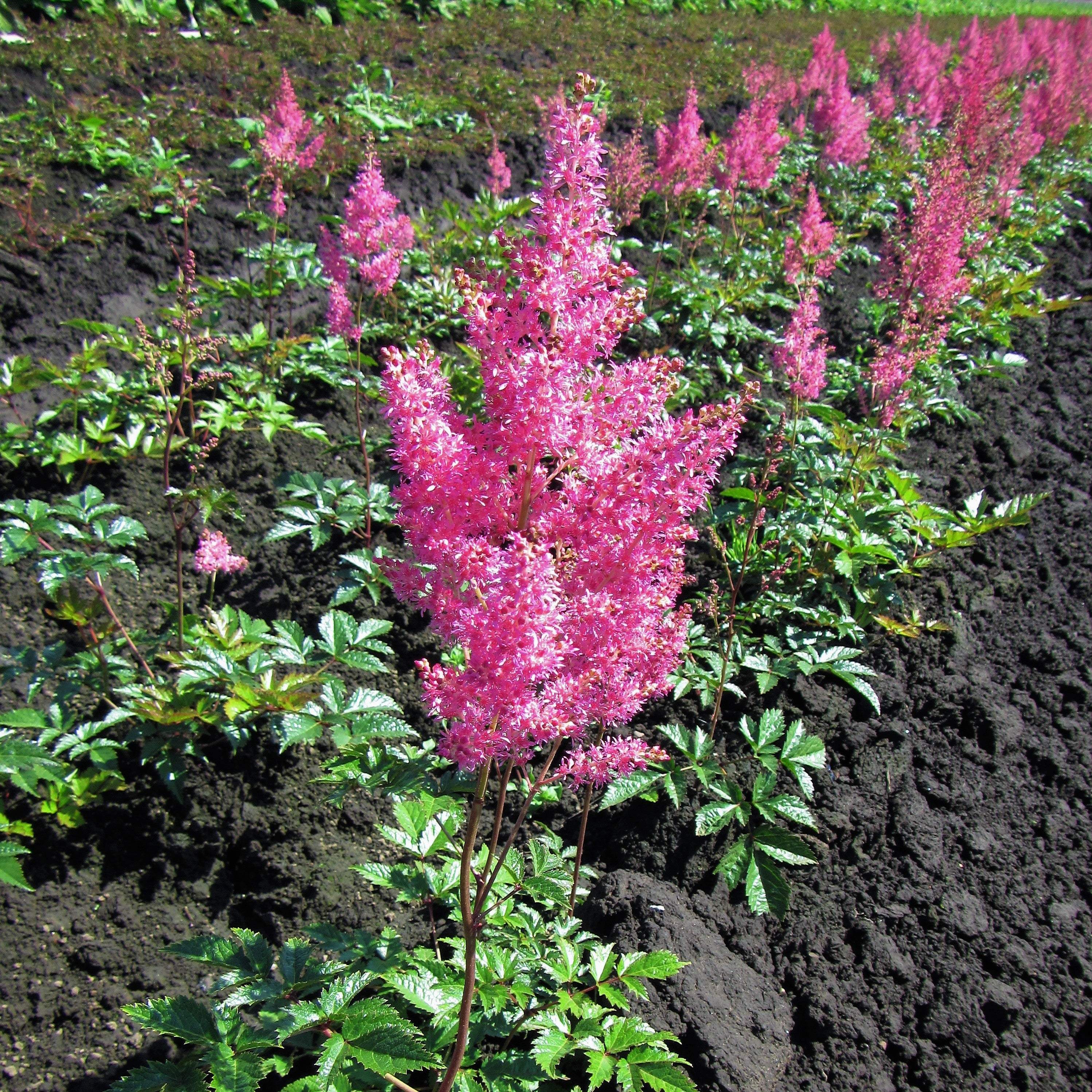 Astilbe - Cotton Candy Collection - Thumbnail 3