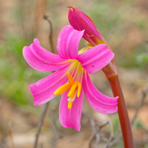 Beautiful Pink Hybrid Belladonna Lily Bulbs For Sale Rare Easy To