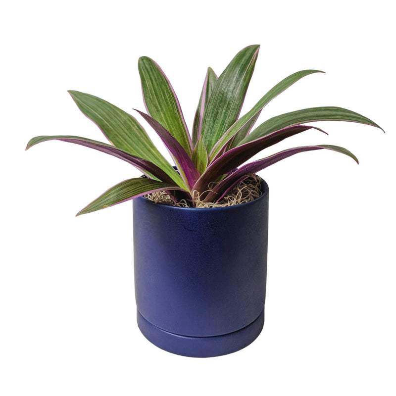 rhoeo tricolor houseplant in a blue pot