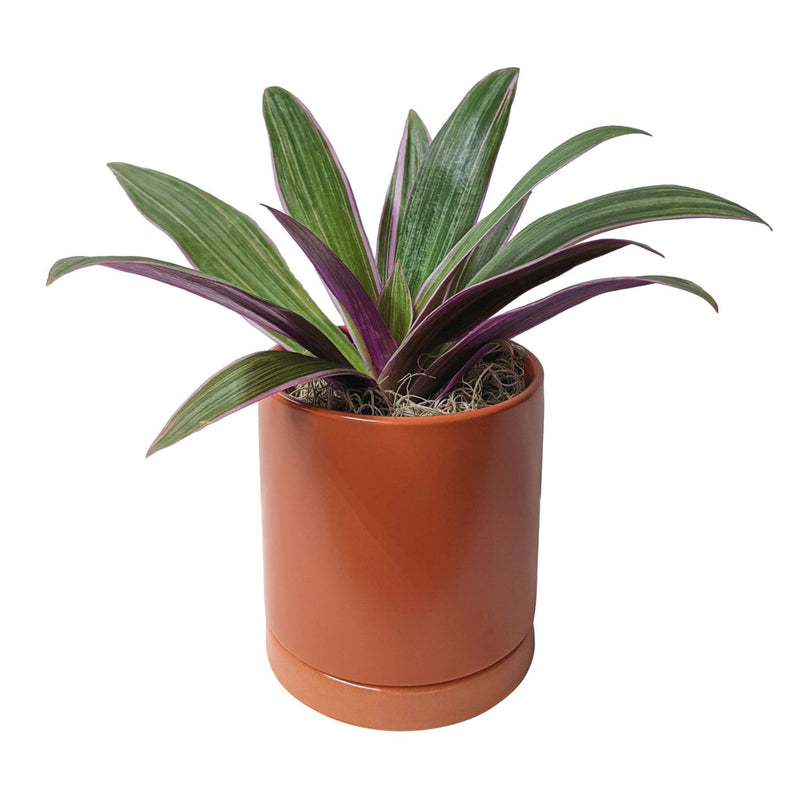 rhoeo tricolor houseplant in a terracotta pot