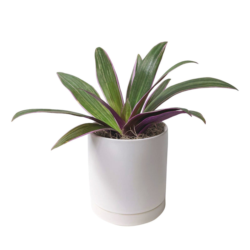 rhoeo tricolor houseplant in a white pot