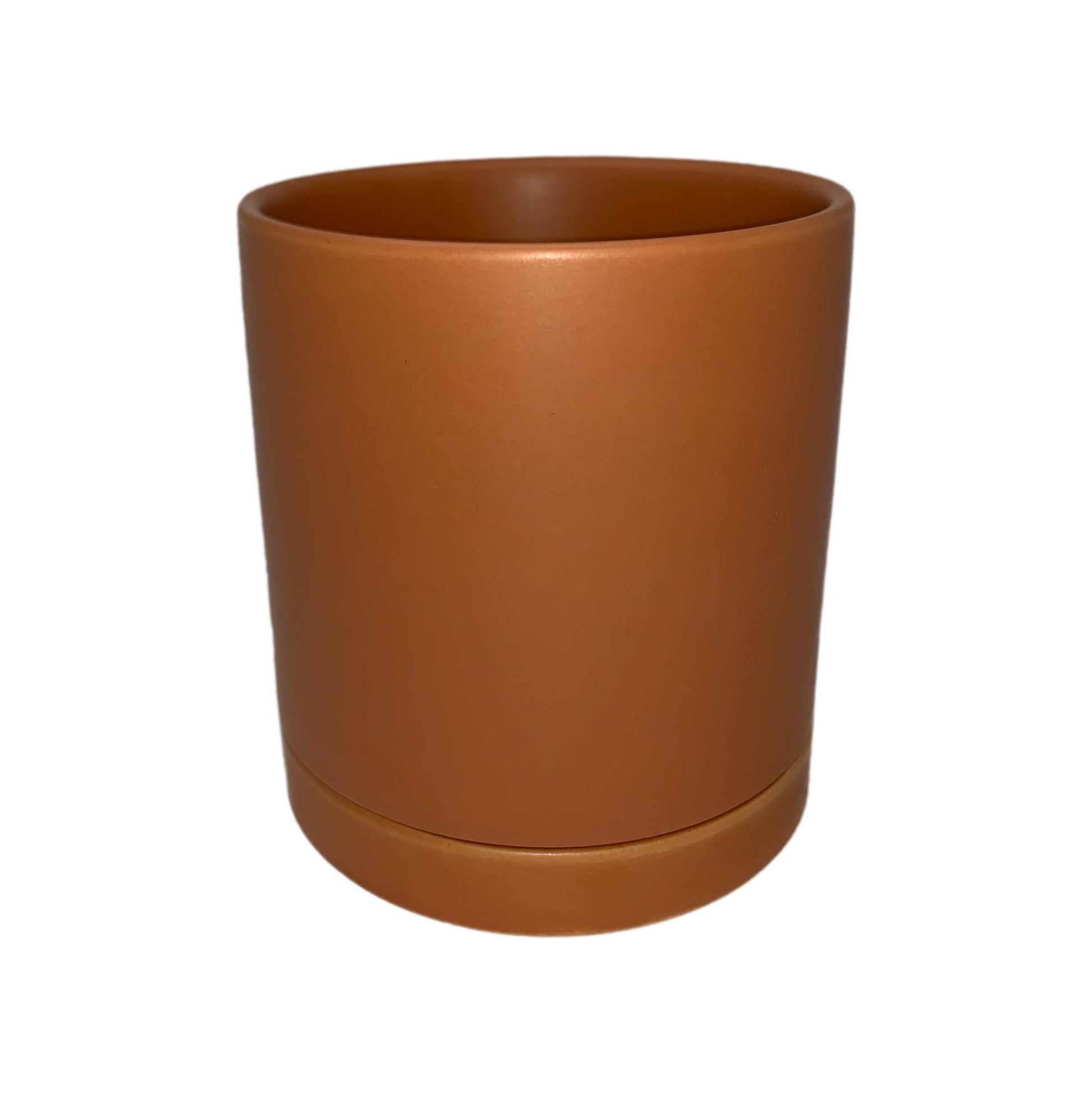 money tree terracotta Houseplants for Sale
