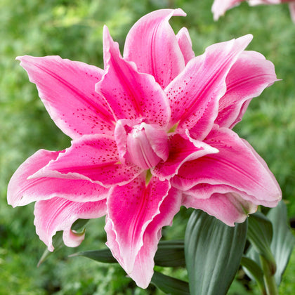 Bright Pink Oriental Lily Bulbs For Sale | Roselily Isabella® – Easy To ...