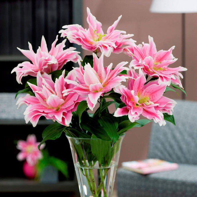 Pink Pollen-free Lily Flowers