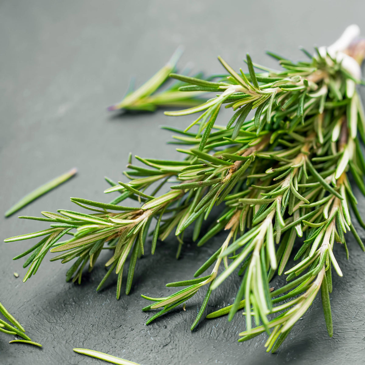 Rosemary ingredient used in K-SARWAR Hair Care Spray – Natural Rosemary & Rice Water Hair Growth Spray | Reduces Hair Fall, Strengthens Roots & Improves Hair Density | Non-Sticky Leave-In Scalp Treatment for Men & Women | 100ml