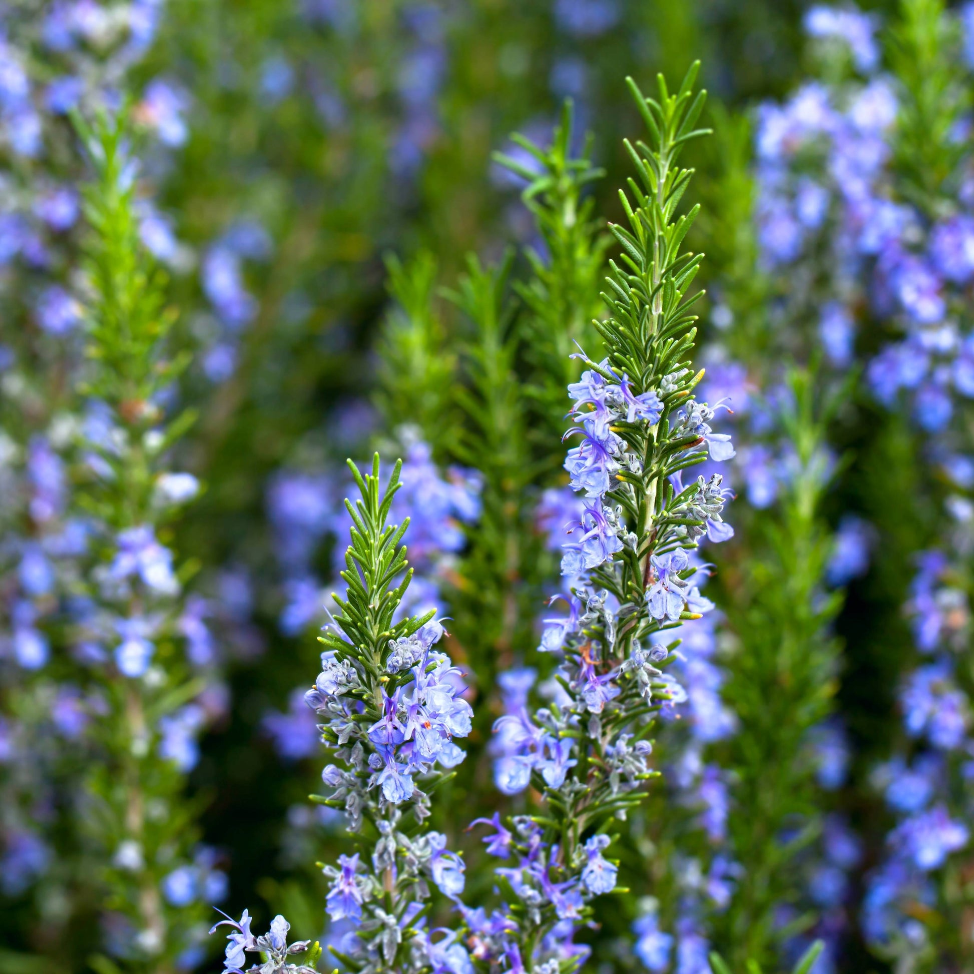 indoor rosemary plant near me Culinary Herb Plants