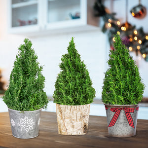 A Trio of Small Rosemary Trees in Various Decorative Pots