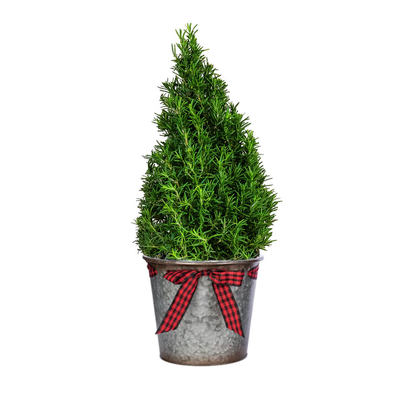 Small Rosemary Tree in a Tin Pot with Gingham Bow