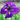 Purple and Yellow Flower in Japanese Iris Zen Garden Mix