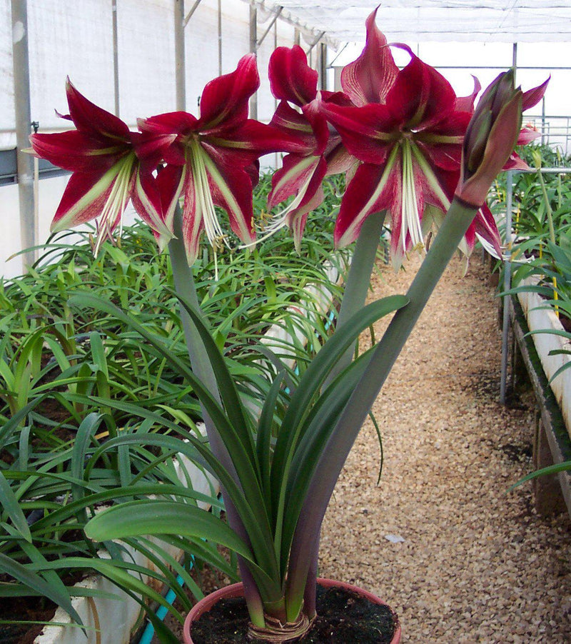 Amaryllis Ruby Star Plant