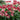 Amaryllis Ruby Star Multiple Flowers