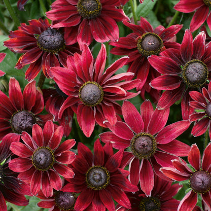 Rudbeckia Cherry Brandy forms marron red daisy-like flowers with ray-like petals and purplish-black eye