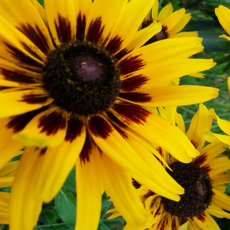 Rudbeckia Denver Daisy features golden yellow flowers with rust colored centers that travel up the petals for a dazzling display of color