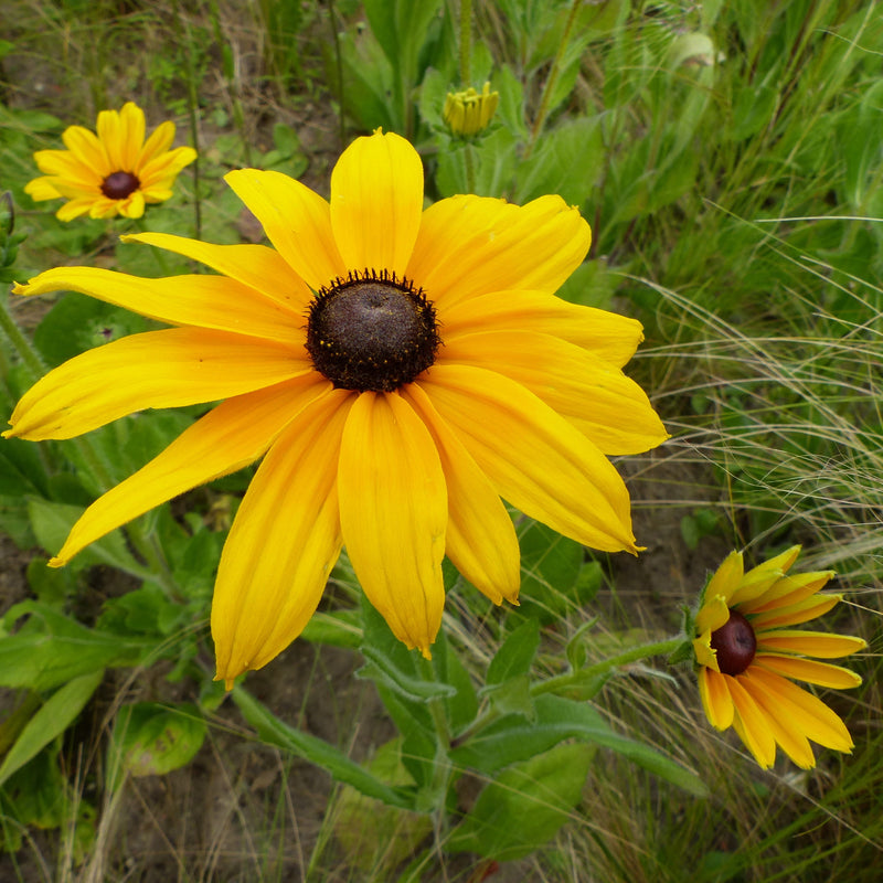 Rudbeckia Goldsturm is defined by yellow daisy-like flowers with ray-like petals and brownish-purple center disks