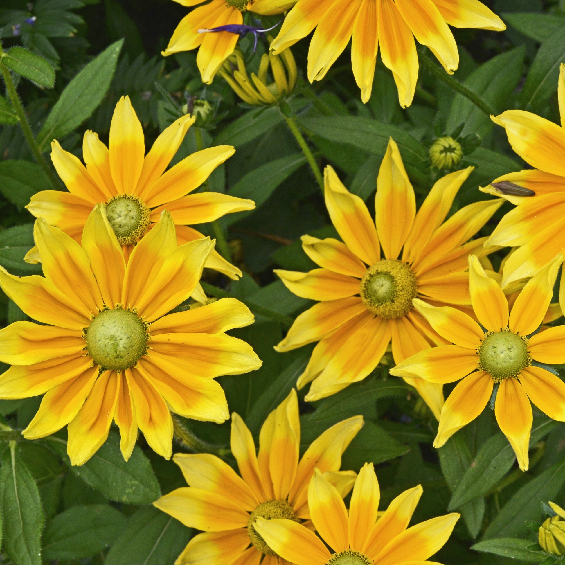 black eyed susan potted plant Black-Eyed Susan Plants