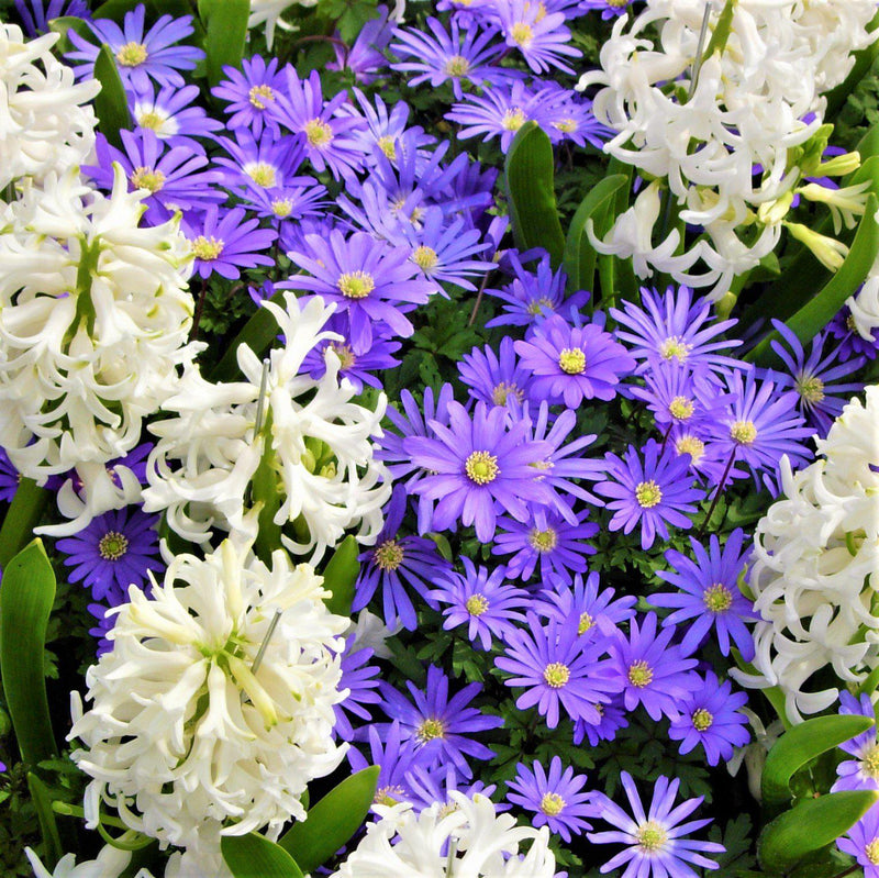White hyacinth and blue anemone flowers
