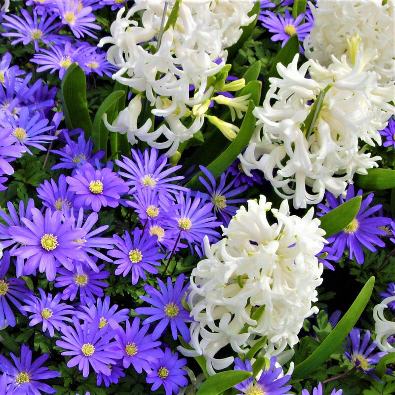 Blue anemone and white hyacinth flowers