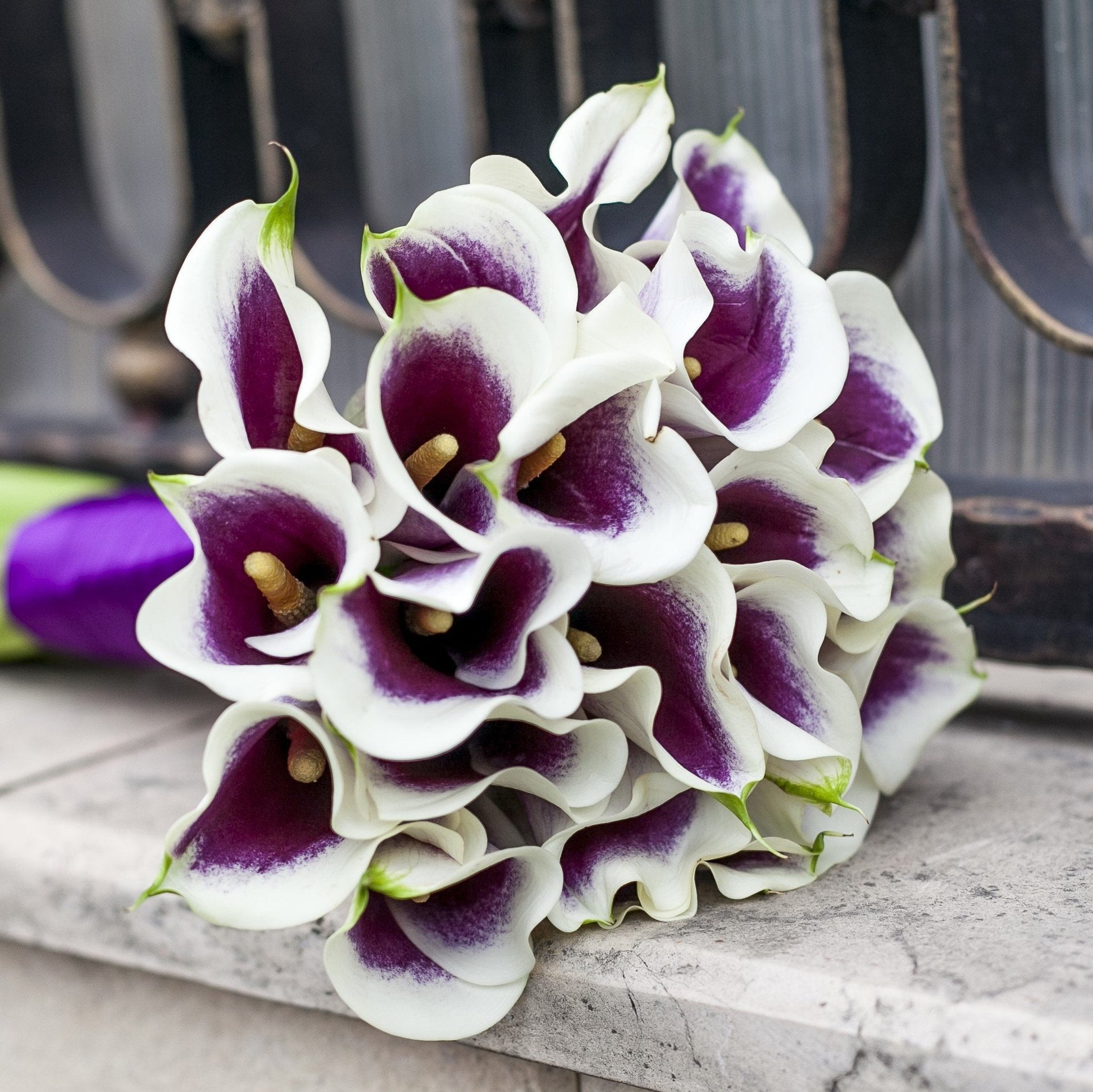 purple white calla lily wedding bouquet Purple & White Calla Lily Bulbs For Sale