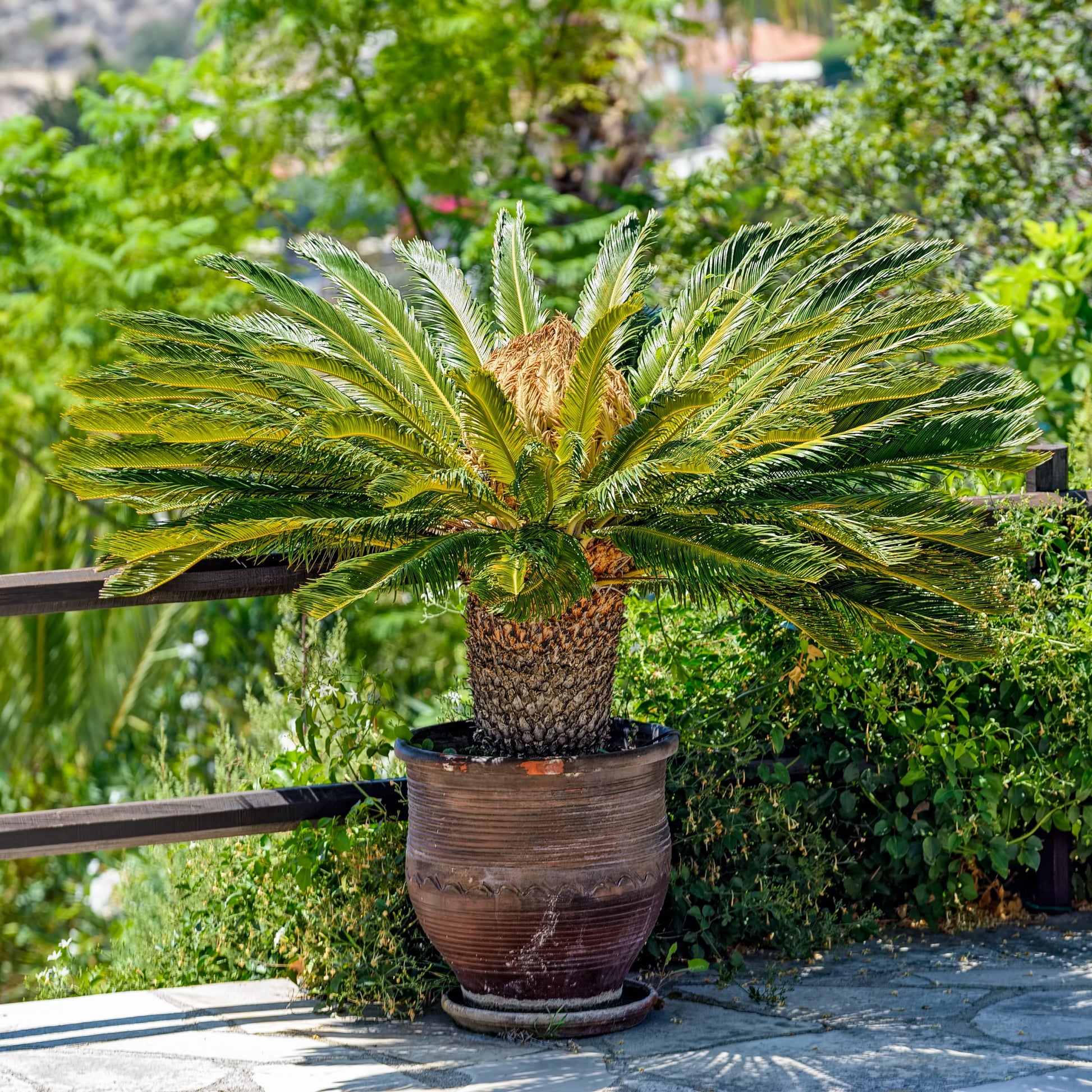 planting sago palm bulbs Sago Palm Pup Bulb