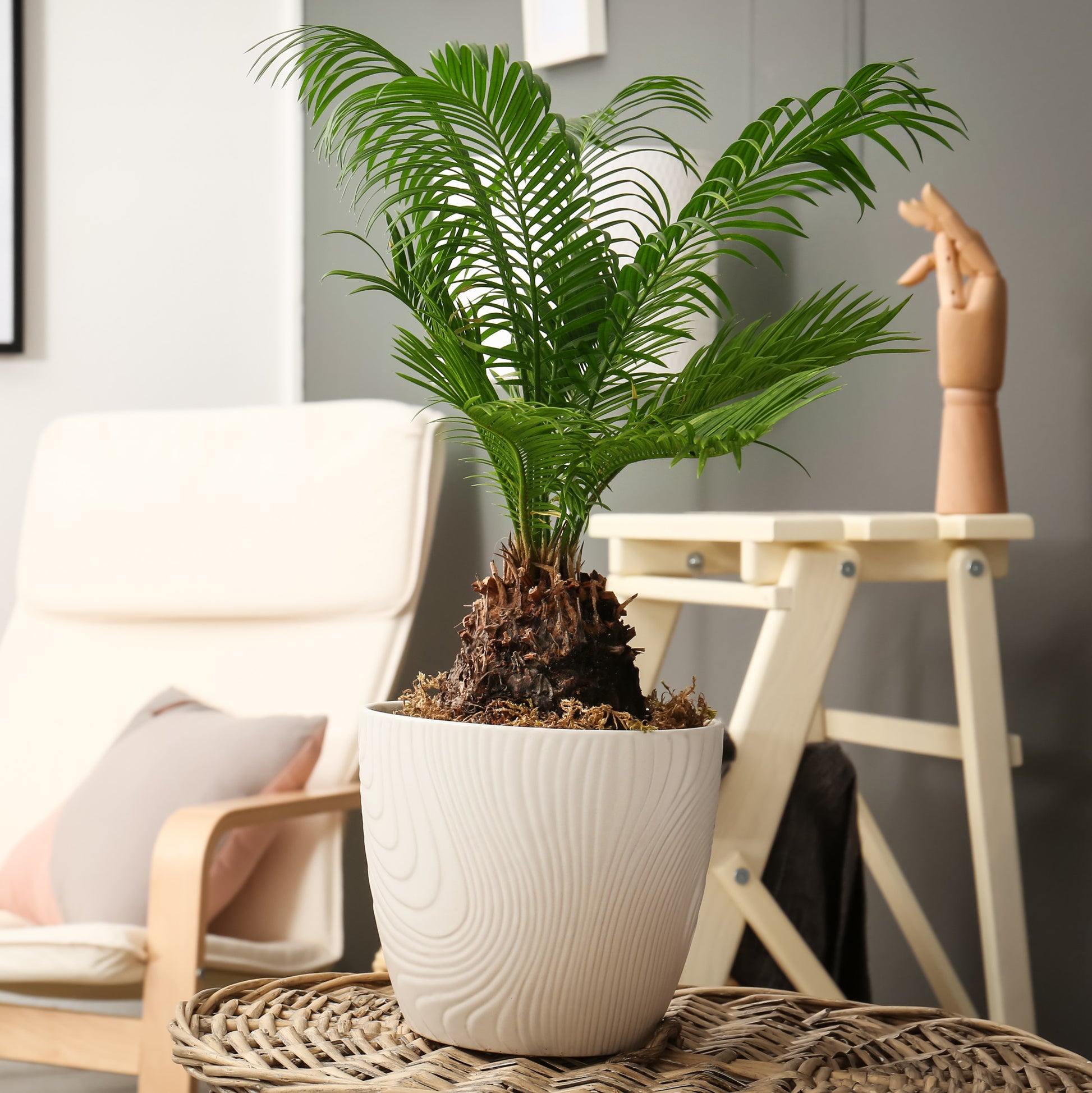 palm plant with bulb Sago Palm Pup Bulb