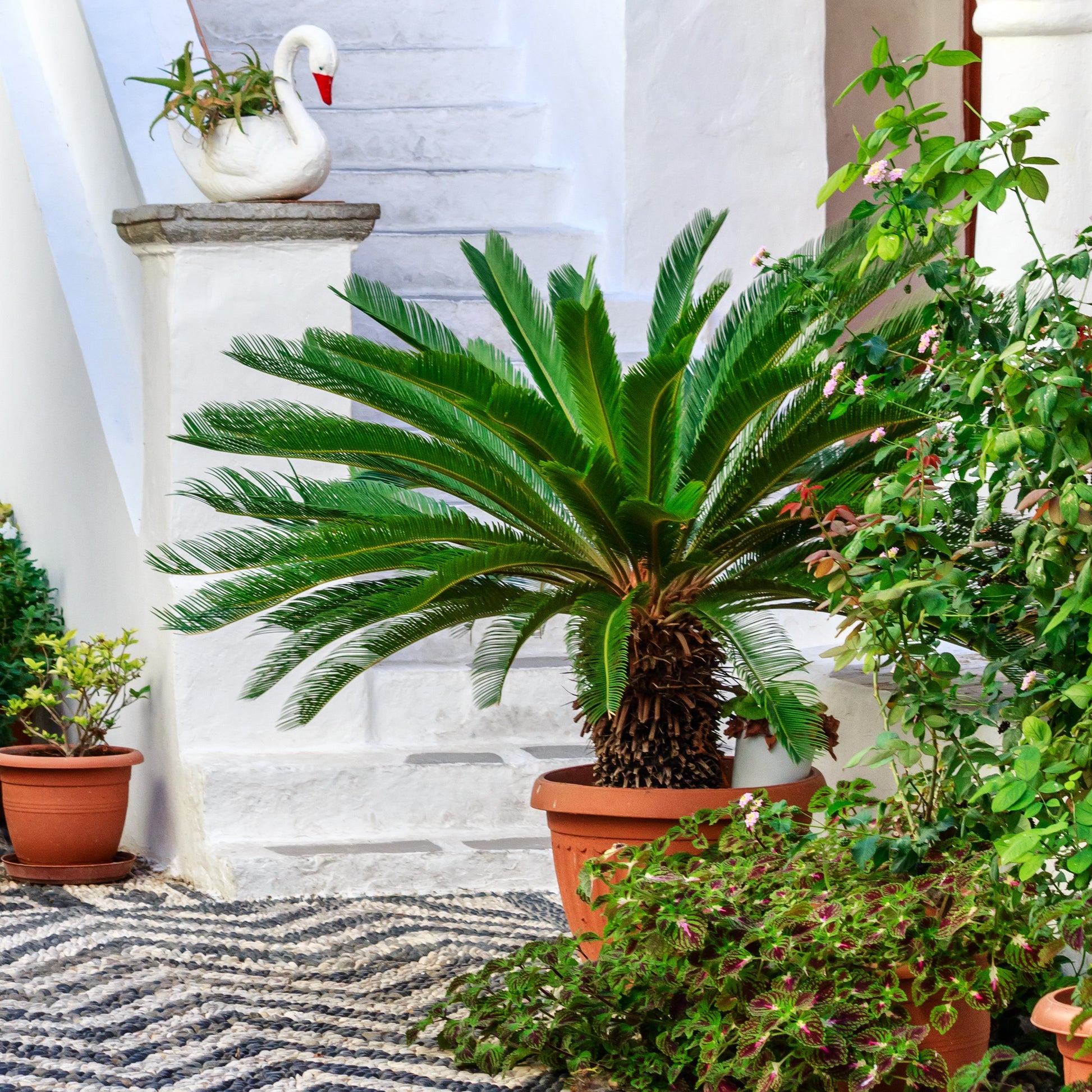 sago palm indoor plant Sago Palm Pup Bulb
