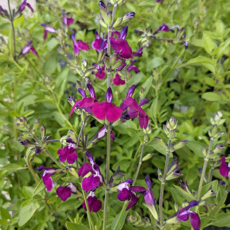 purple and white blooms salvia amethyst lips