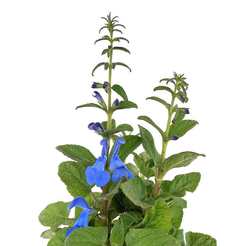 deep blue salvia flowers
