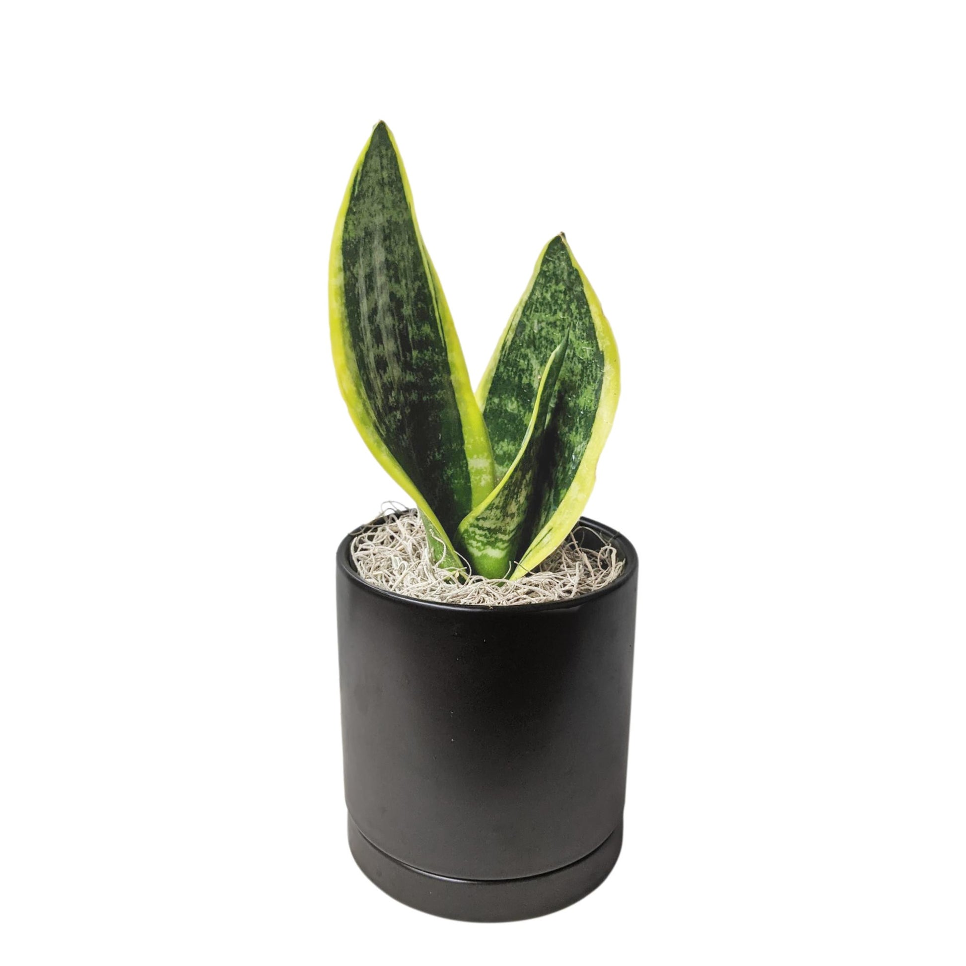 snake plant small pot Sansevieria