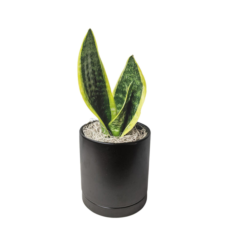 snake plant in a black ceramic pot