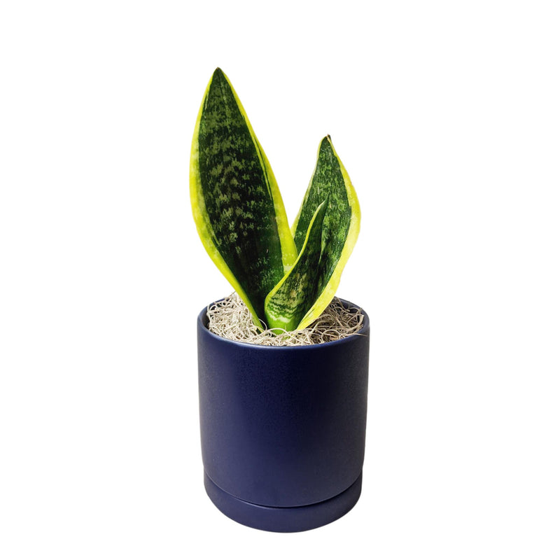snake plant in a blue ceramic pot